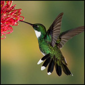 Hummingbird